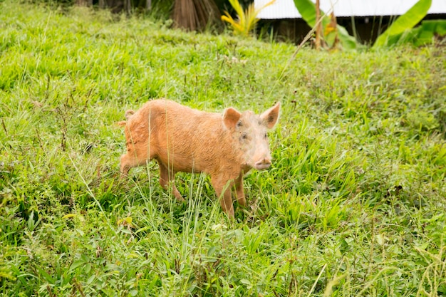 Porcs domestiques dans une ferme de la jungle péruvienne