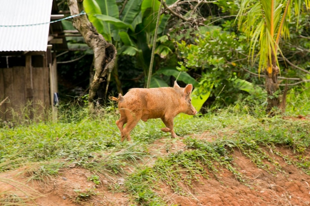 Porcs domestiques dans une ferme de la jungle péruvienne