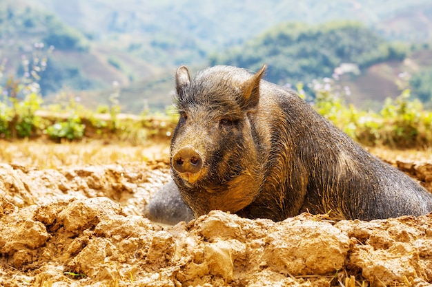 Porcs du Vietnam dans le champ vert