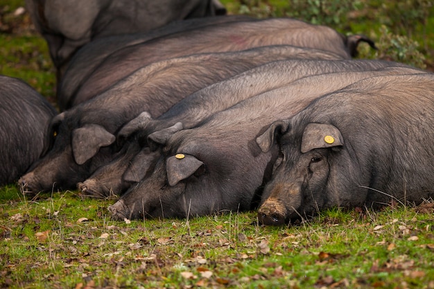 Porcs ibériques couchés sur l'herbe