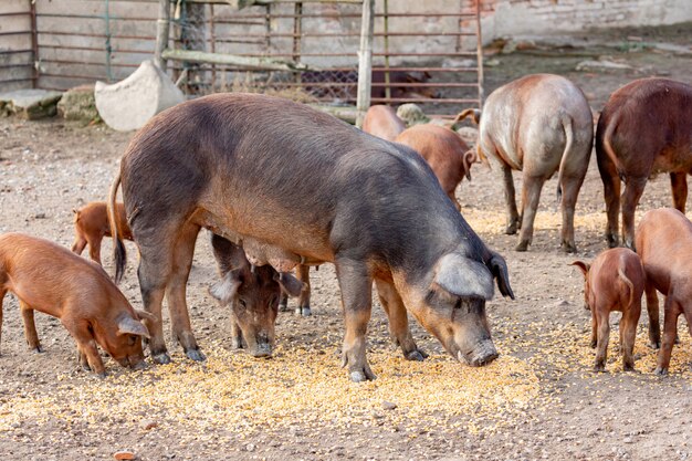 Porcs ibériques paissant dans une ferme