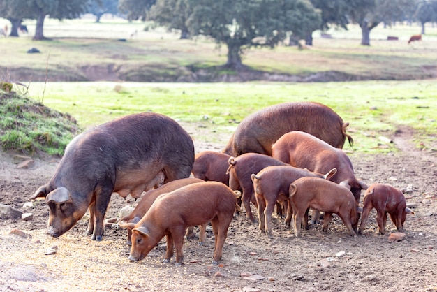 Porcs ibériques paissant dans une ferme