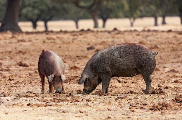 Porcs ibériques paissant parmi les chênes