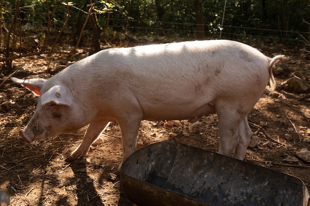 Porcs en liberté avec leur auge dans la forêt