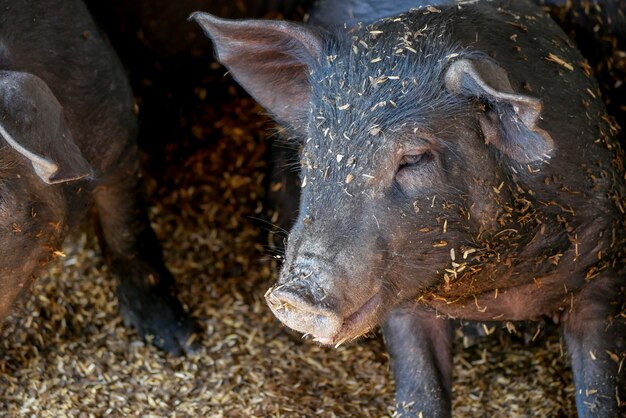 Porcs noirs à la ferme