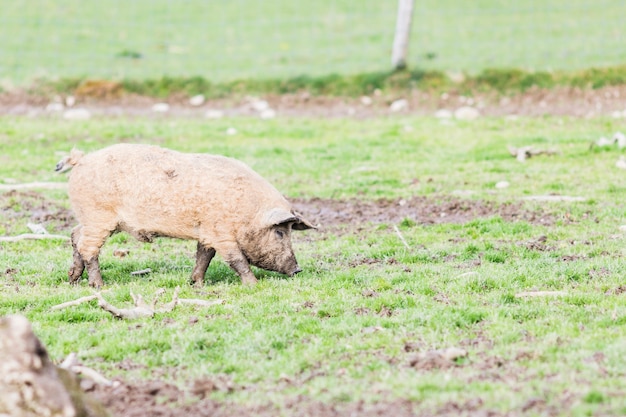 Porcs de la race mangalica