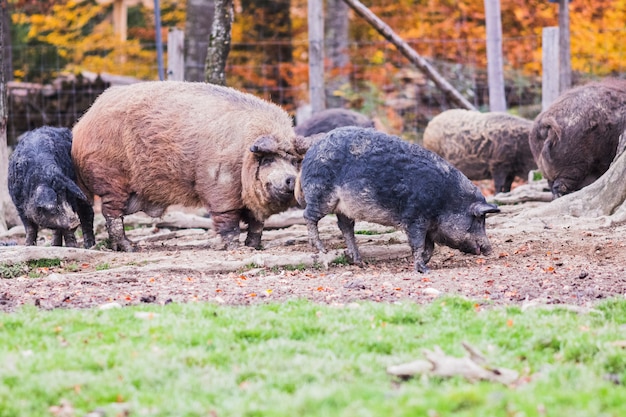 Porcs de la race mangalica