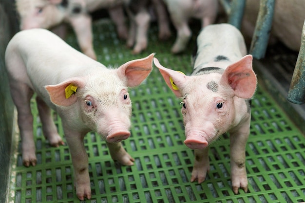 Porcs roses à la ferme Porcs à la ferme Industrie de la viande