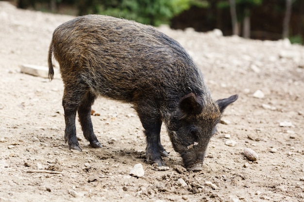 Porcs Sauvages Dans La Forêt De L'été