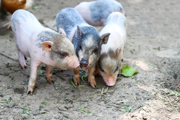 Les porcs vont manger. Petit porcelet en attente d'alimentation dans la ferme. petits porcelets jouant à l'extérieur