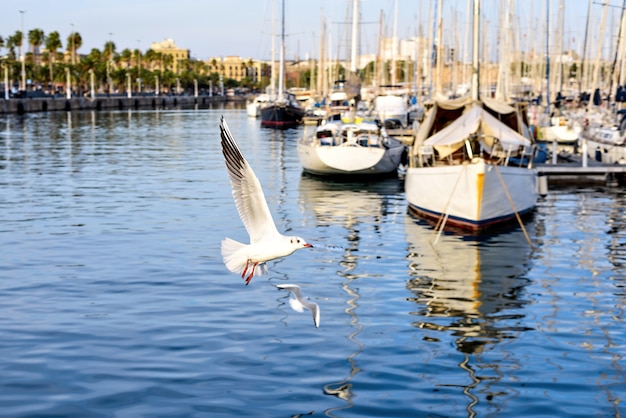 Port Vell et les mouettes volant au coucher du soleil, Barcelone, Espagne