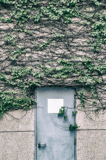 Photo porte bleue avec des vignes vertes entrée du village beau mur trave