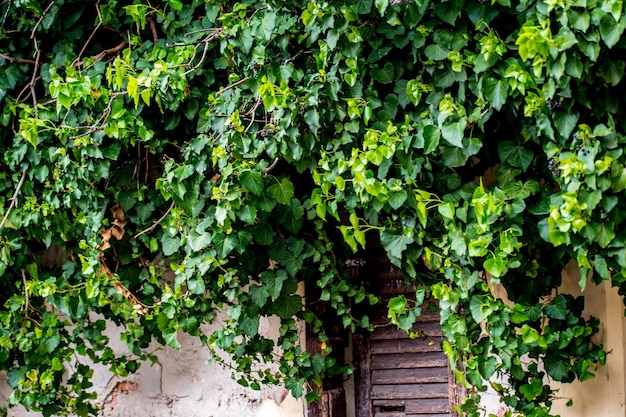 Porte d'entrée du jardin bordée de lierre Hedera helix le lierre commun lierre anglais lierre européen