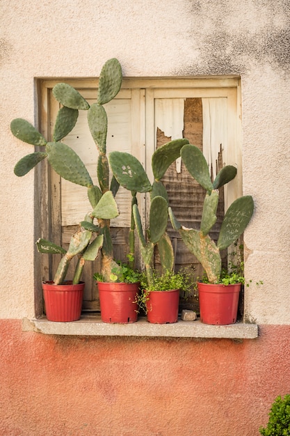 Porte de la vieille maison et cactus sur le rebord de la fenêtre