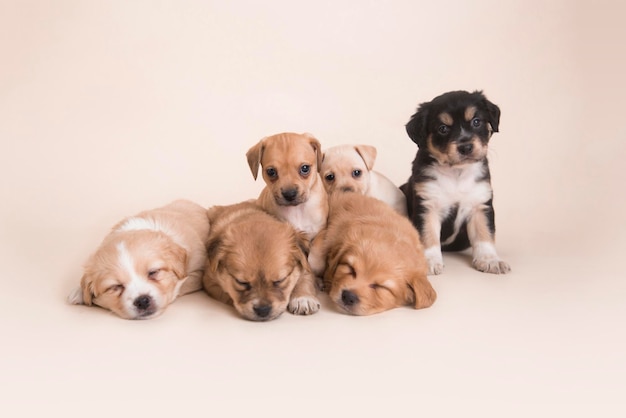 Portée de chiots de race mixte nouveau-nés super doux dormant studio photo photographie d'animaux