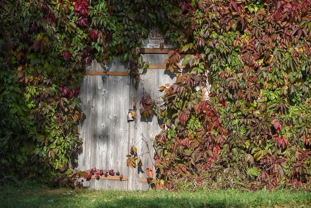 Portes en bois grises fermées à la cave extérieure couverte de raisins décoratifs