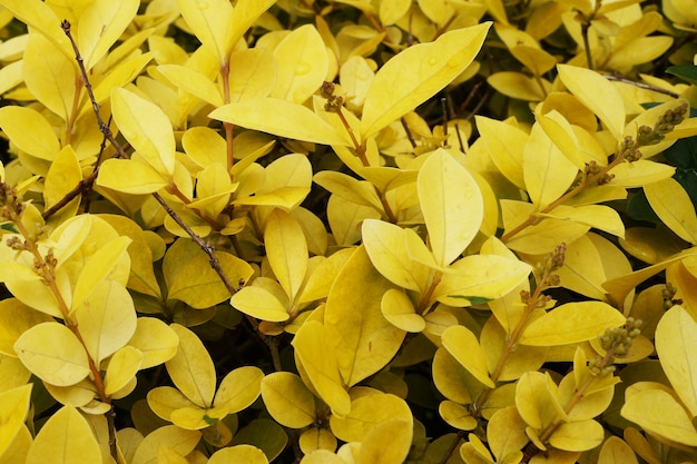 Portes de feuilles jaunes