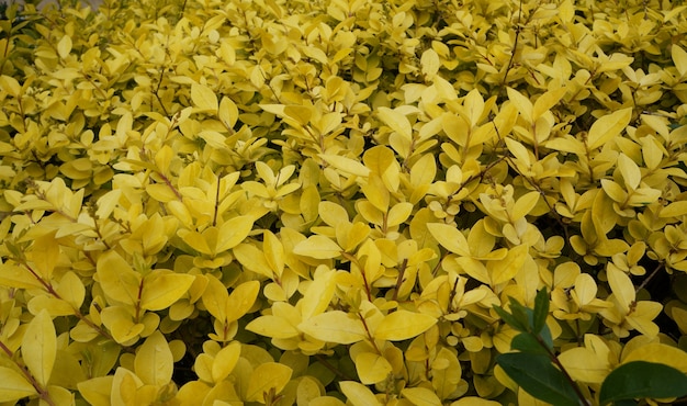 Portes de feuilles jaunes