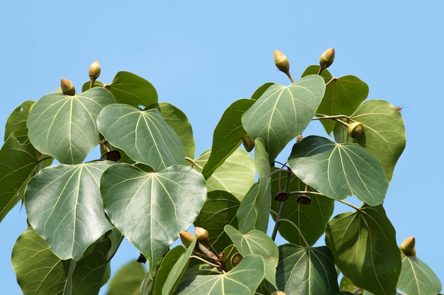 Portia Tree avec fleur de bourgeon jaune