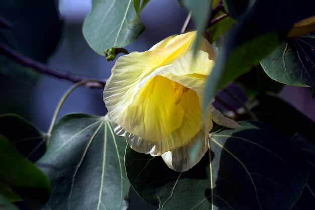 Portia Tree avec fleur de fleur jaune