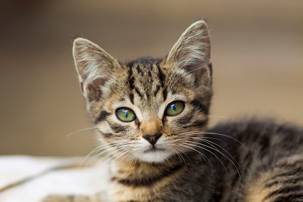 Portrain de beau chaton à la recherche sérieuse