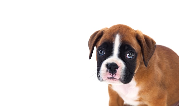 Portrait d&#39;un adorable boxer