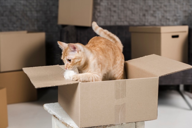 Photo portrait de l'adorable chat à l'intérieur de la boîte en carton