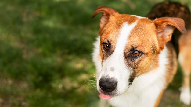 Photo portrait, de, adorable, chien, apprécier, nature