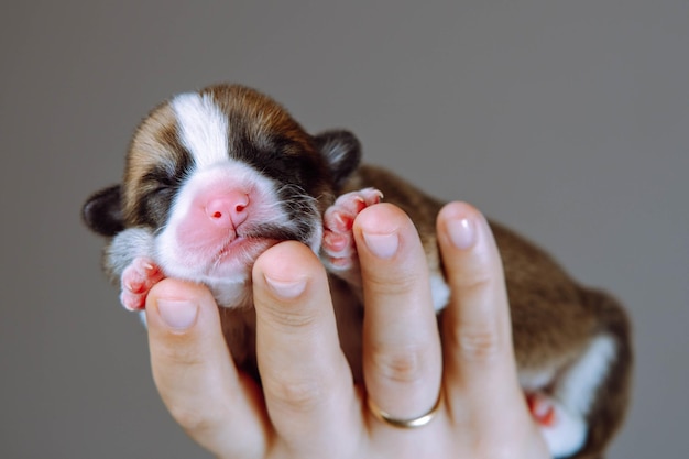 Portrait d'adorable chiot de deux mois de chien pembroke welsh corgi dormir reposant sur la main d'une femme méconnaissable