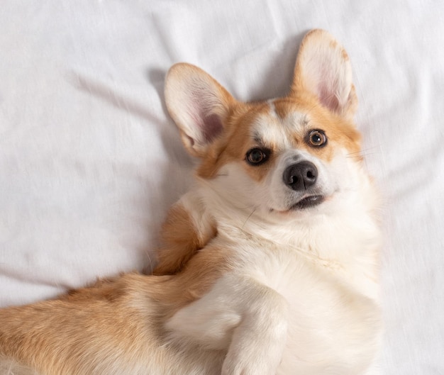 Portrait d'adorable corgi gallois pembroke allongé sur un canapé confortable