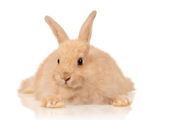 Portrait d'un adorable lapin sur fond blanc