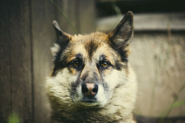 Portrait d&#39;un adulte et d&#39;un chien très intelligent sur la nature. Berger mixte et Husky.