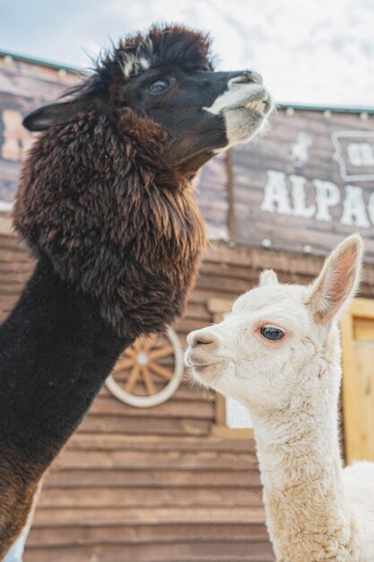 Portrait d'adultes et de bébés alpagas