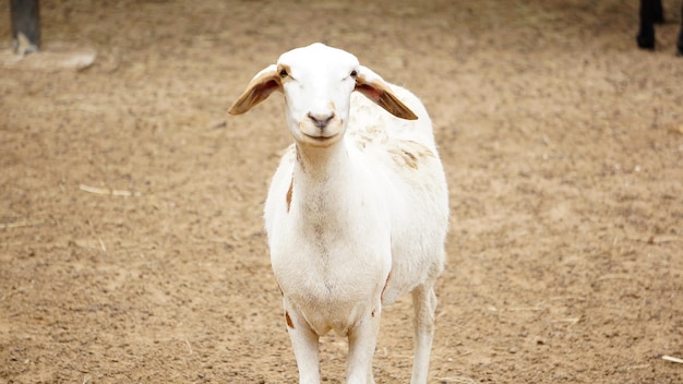 Photo portrait d'un agneau blanc sur le champ