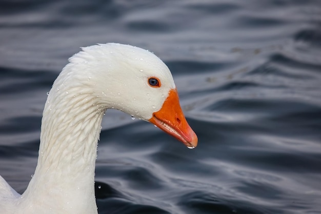 Portrait agrandi de canard ou d'oie de couleur blanche sur le lac