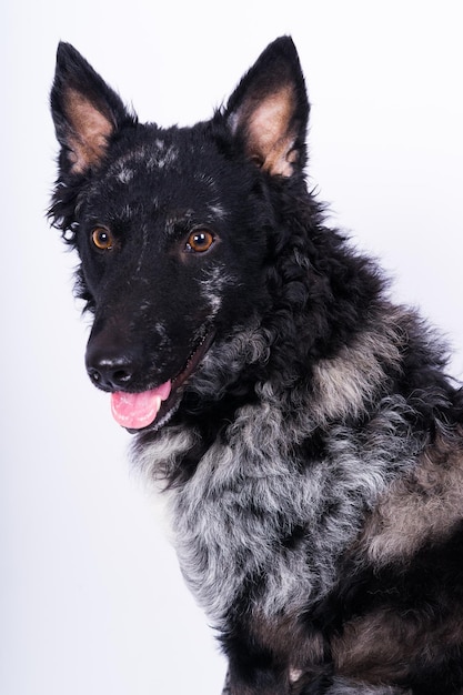 Portrait agrandi de chien bouclé noir en studio posant en souriant