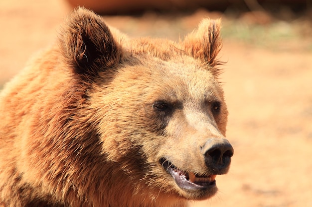 Portrait agrandi de l'ours brun