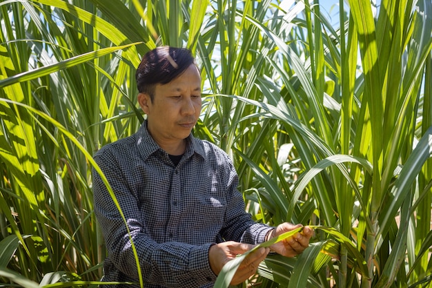 Portrait d'un agriculteur asiatique pendant la journée dans sa fière ferme.