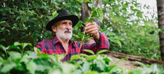 Portrait d'un agriculteur brésilien en chemise décontractée dans la ferme analysant des plants de café