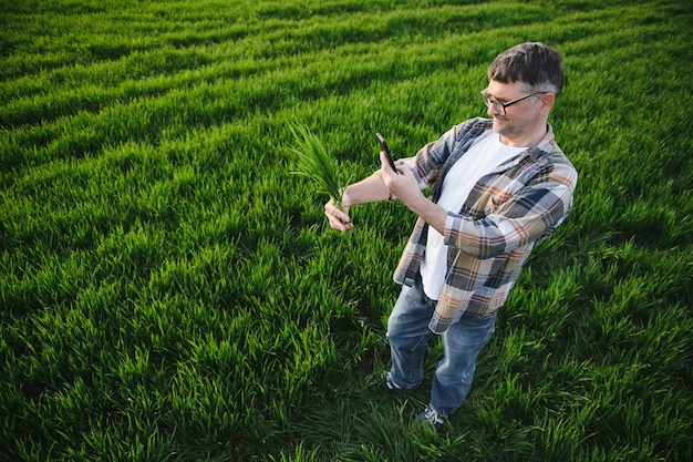 Portrait d'un agriculteur senior debout dans un champ de blé vert