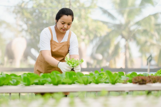 Portrait d'une agricultrice asiatique regardant des légumes dans un champ et vérifiant la qualité des récoltes. Concept de ferme biologique.