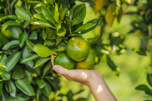 Portrait d'une agricultrice attirante récolte des oranges dans une ferme biologique Une fille joyeuse dans l'émotion du bonheur tout en récoltant des oranges dans le jardin Concept d'agriculture et de plantation