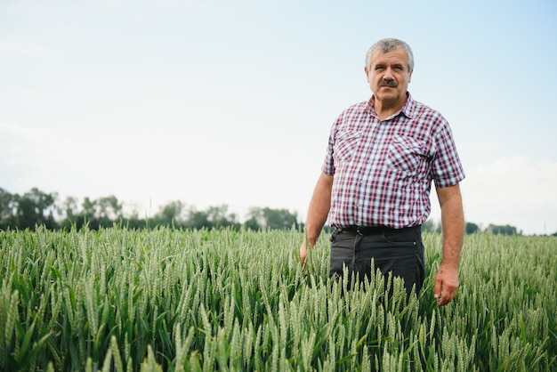 Portrait d'un agronome agriculteur senior dans un champ de blé