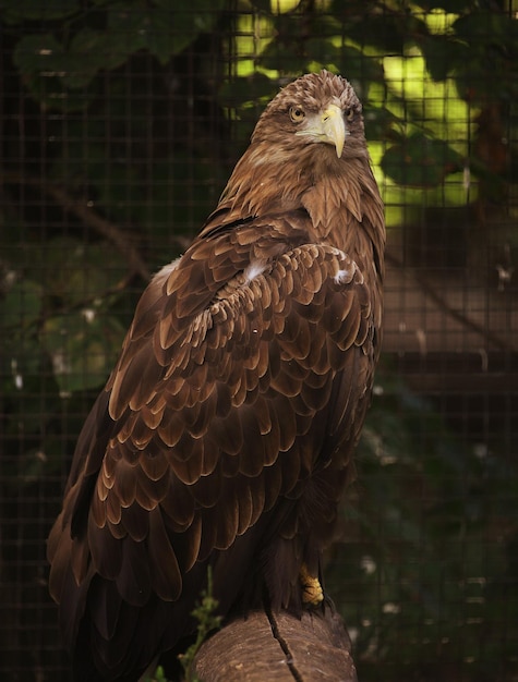 Portrait d'aigle assis au zoo