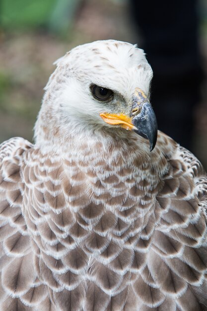 Portrait, aigle chauve, (lat., Haliaeetus, leucocephalus)