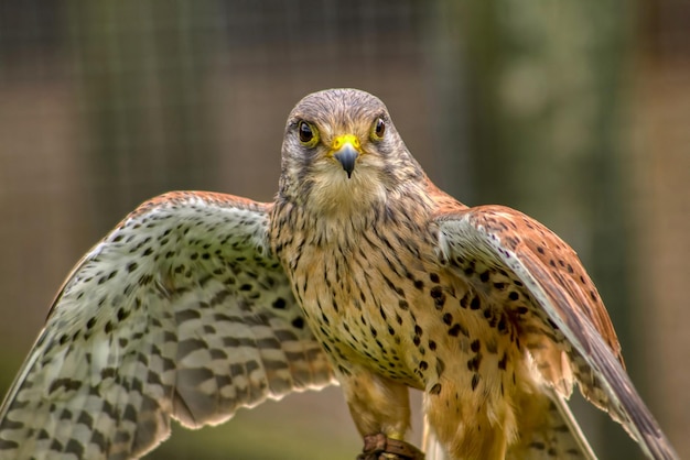 Photo portrait d'aigle en gros plan