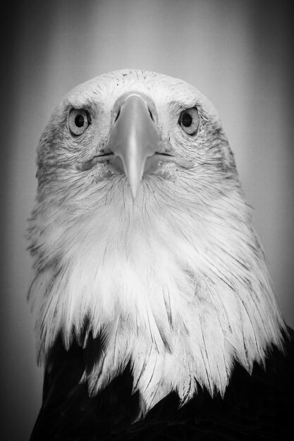 Photo portrait d'aigle en gros plan