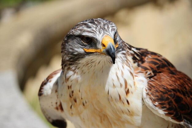 Portrait d'aigle en gros plan