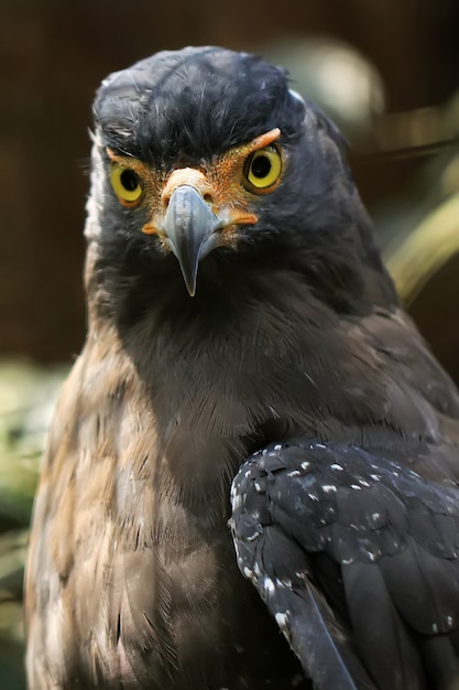 portrait d'un aigle royal à l'état sauvage dans un parc animalier