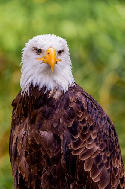 Portrait d'un aigle à tête blanche dans la nature